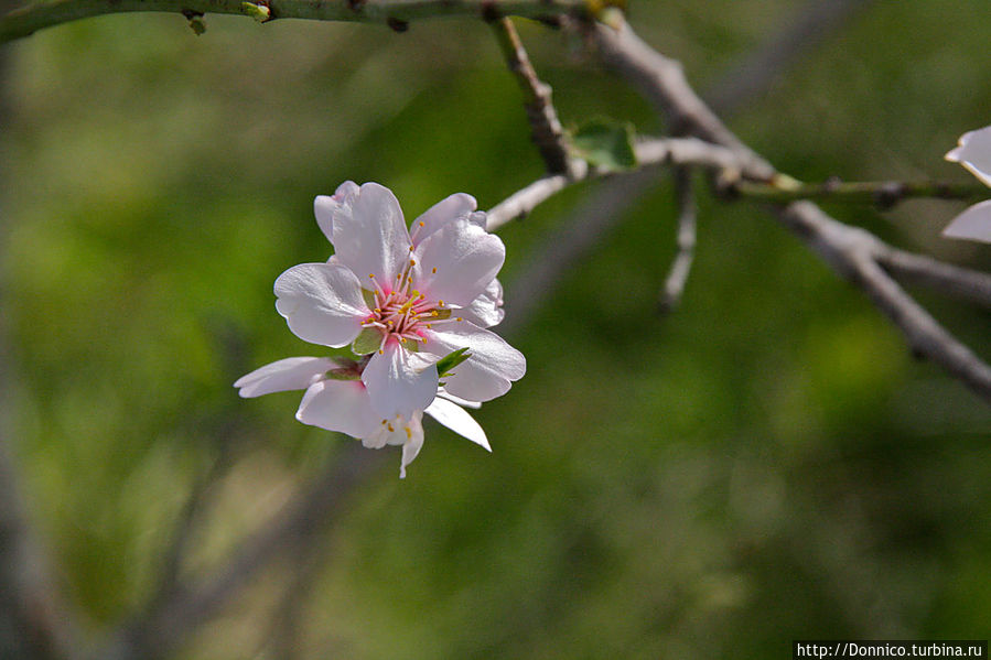 Островки новой Весны - Белые и нежно-розовые