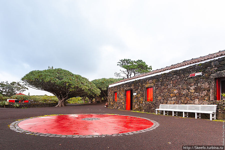 Музей вина, драконово дерево. Остров Пику, Португалия