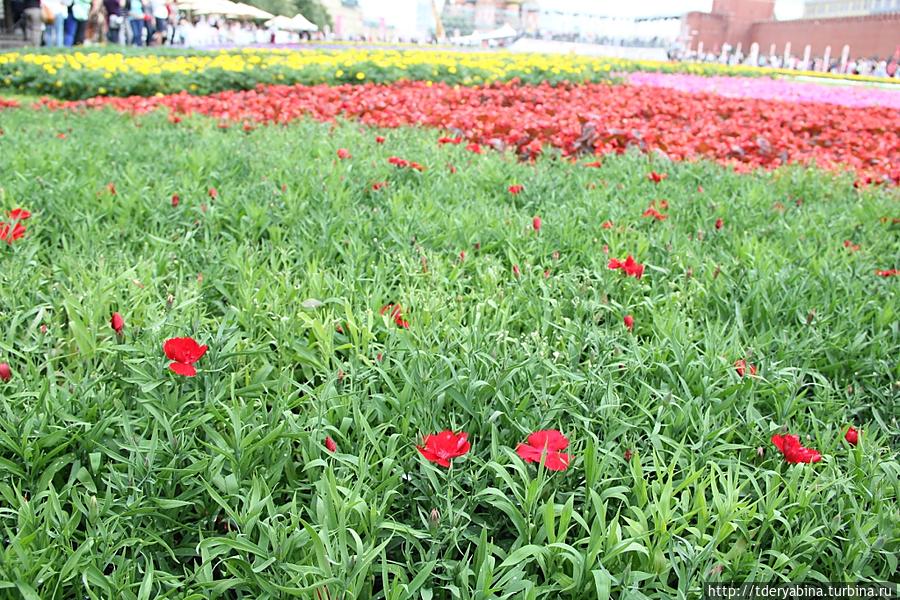 Благоухающий ковер Красной площади Москва, Россия
