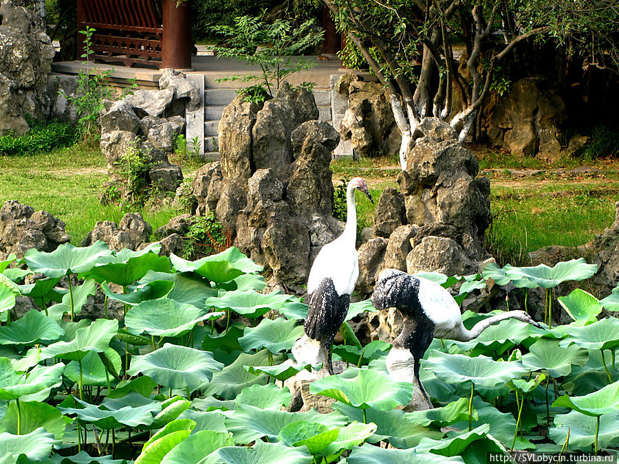 Аисты в лотосе Нанкин, Китай
