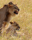 Семейная пара львов в НП Масай Мара