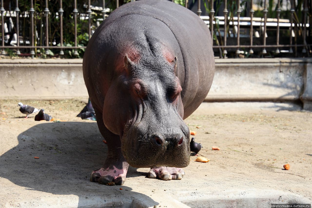 Зоопарк Буэнос-Айреса Буэнос-Айрес, Аргентина