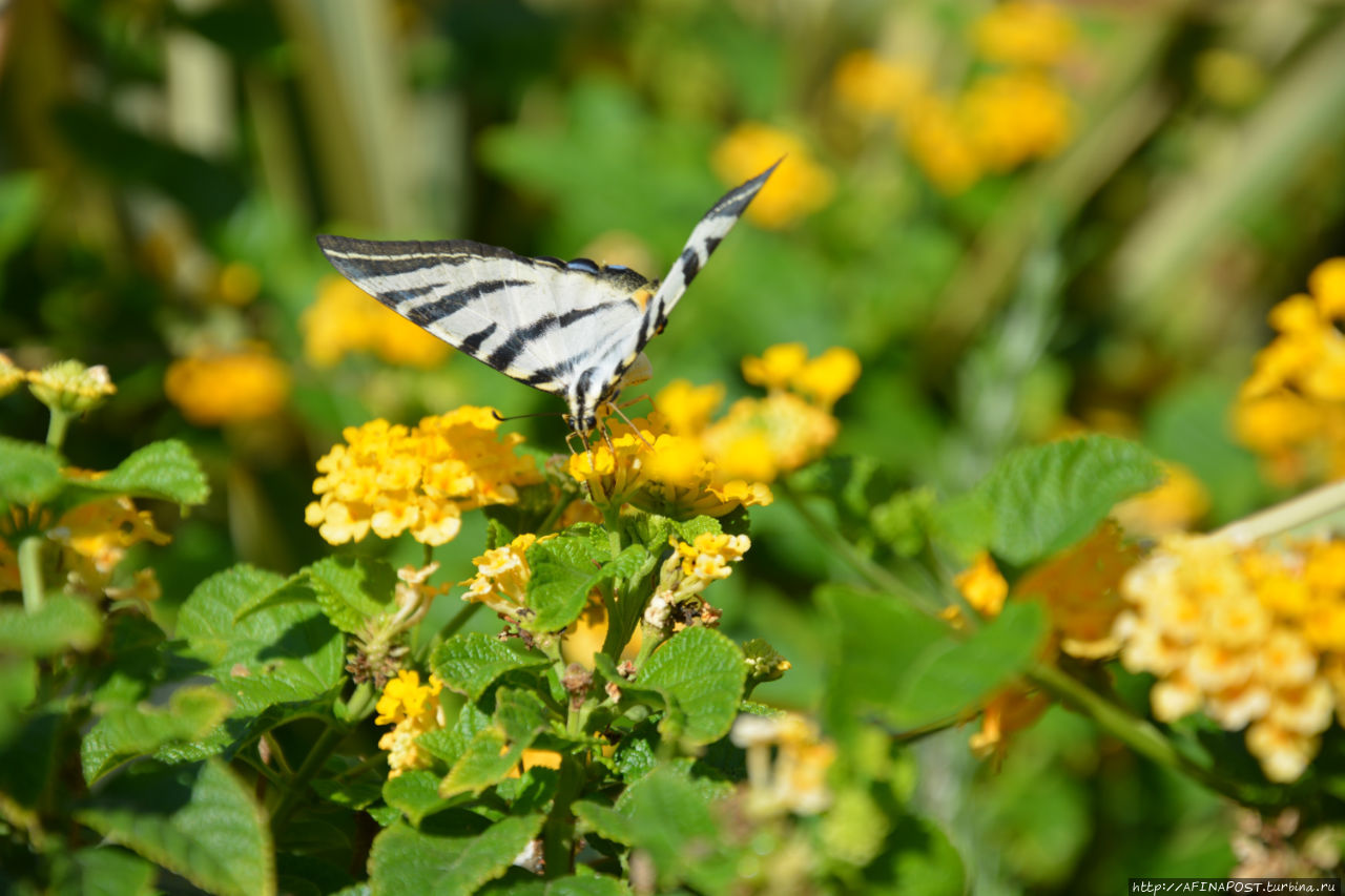 Фотомодель