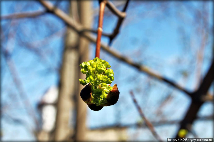 Весенняя прогулка по Нарве или размышления о ботанике Нарва, Эстония