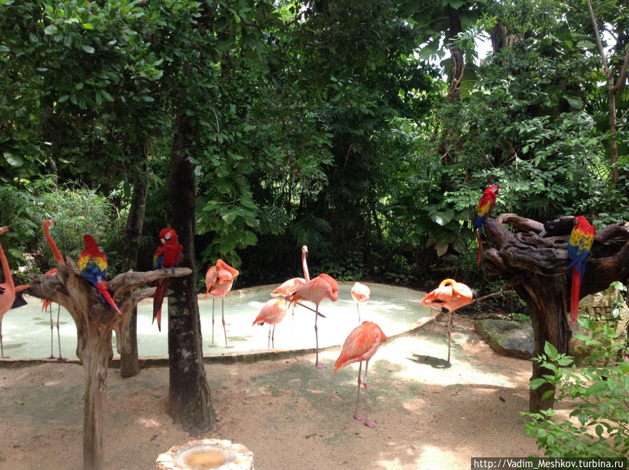 Розовые фламинго и попугаи ара в парке Шкарет Штат Кинтана-Роо, Мексика