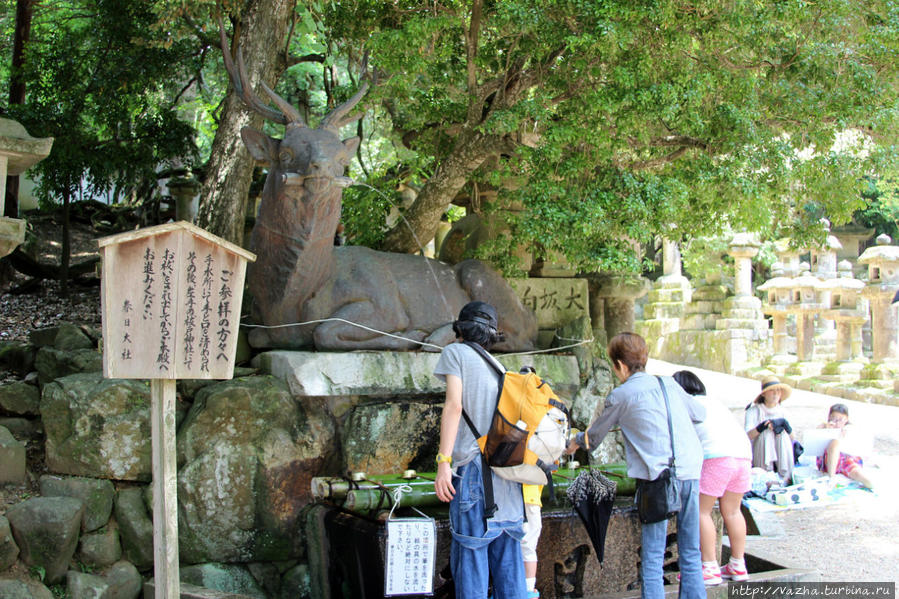 Люди и олени в парке Нары Нара, Япония
