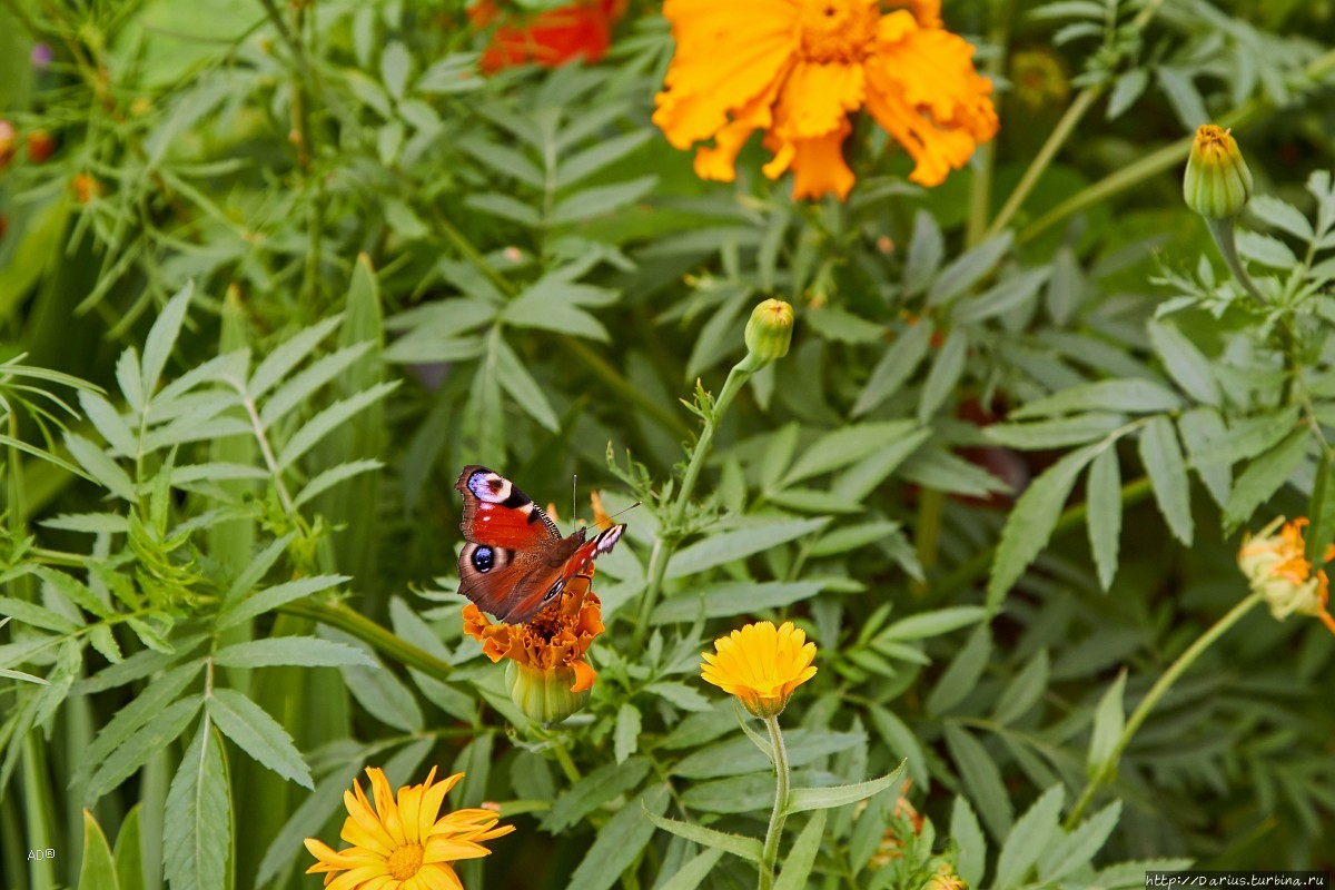 Ростов — День первый Ростов, Россия