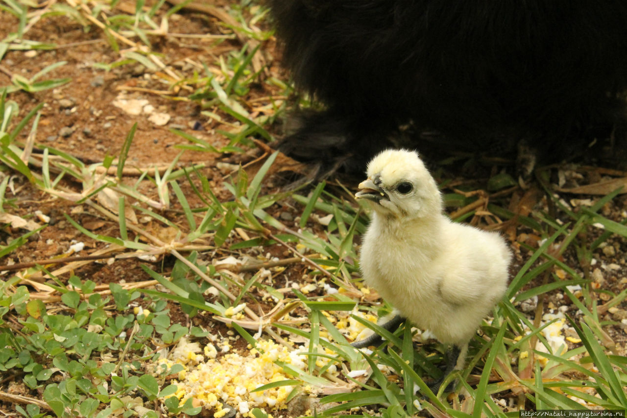 Не было печали...