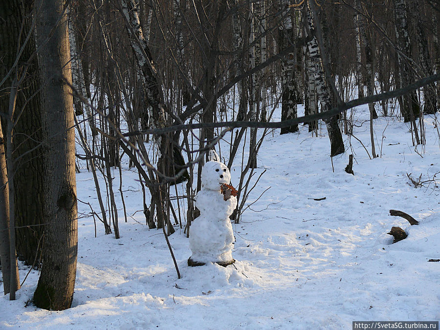 Москва. Ясенево — лес, снег, белки, собаки Москва, Россия