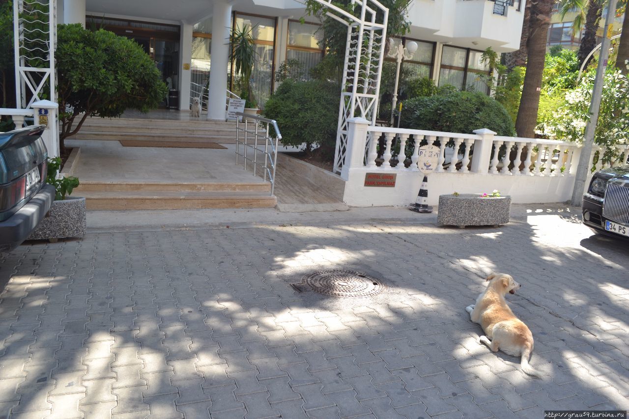 Вот такая она — подлинная собачья любовь Мармарис, Турция