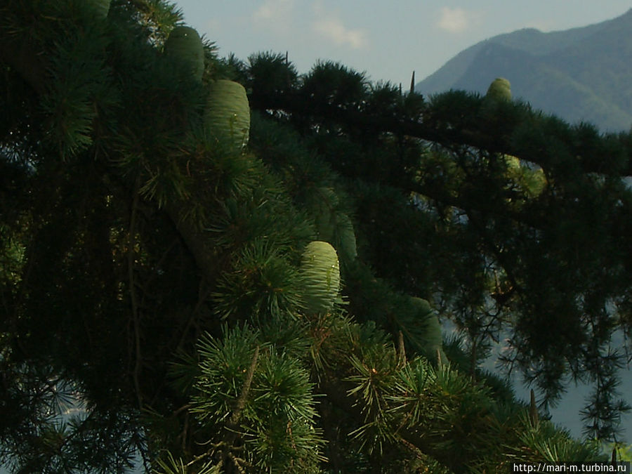 вот такие там сосны..