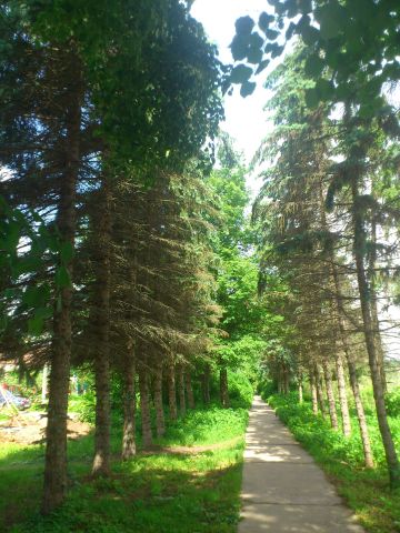 Таруса. В поисках дуба. Таруса, Россия