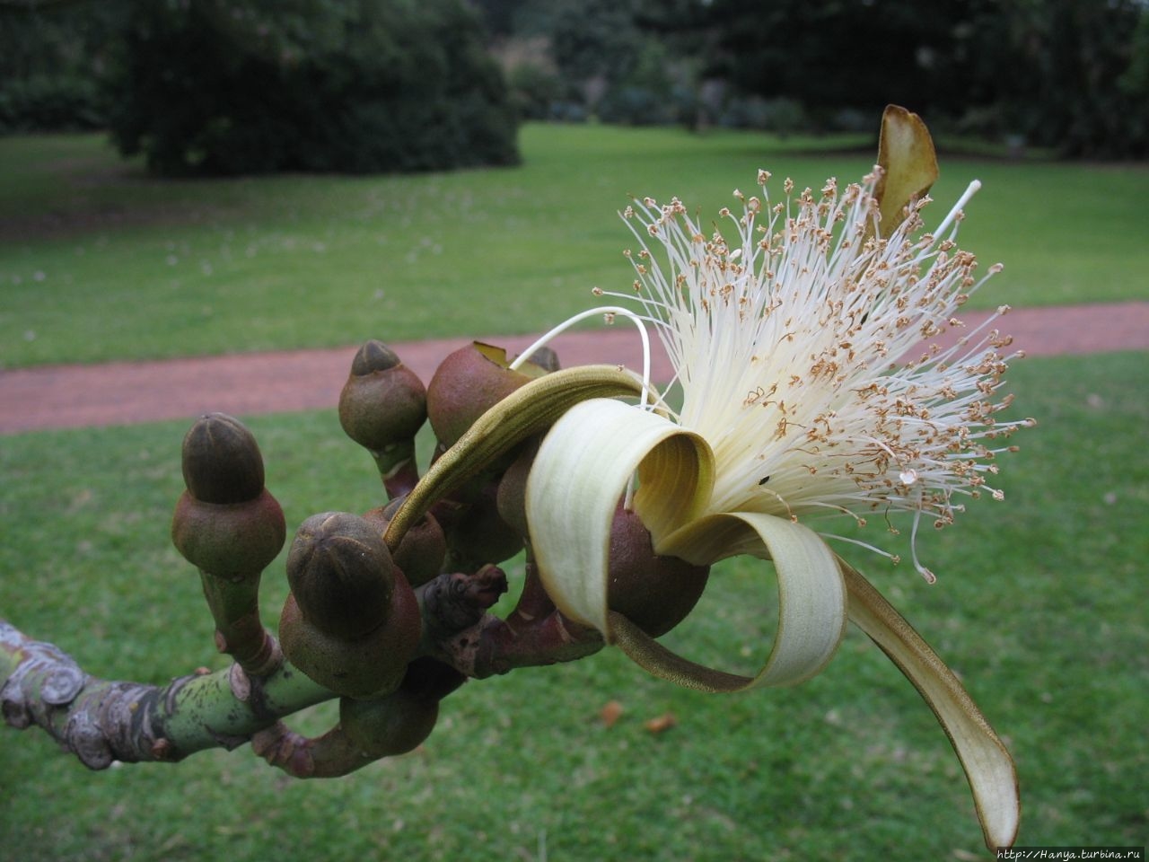 Ботанический сад / Durban Botanic Gardens
