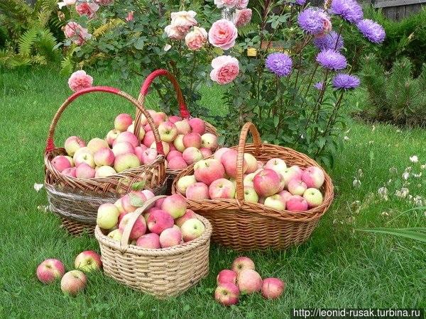 Цените вкус спелых яблок. Москва и Московская область, Россия