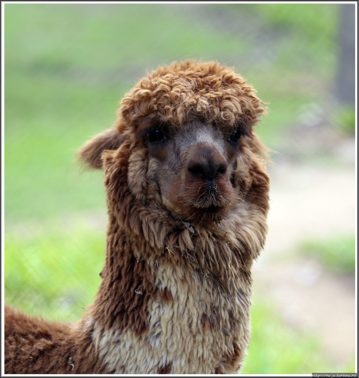 Зоопарк Лимы. Перу Лима, Перу