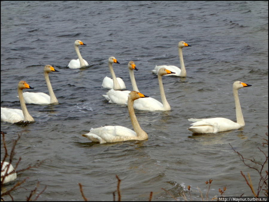 Пусть  летят  по  небу  лебеди... Южно-Сахалинск, Россия