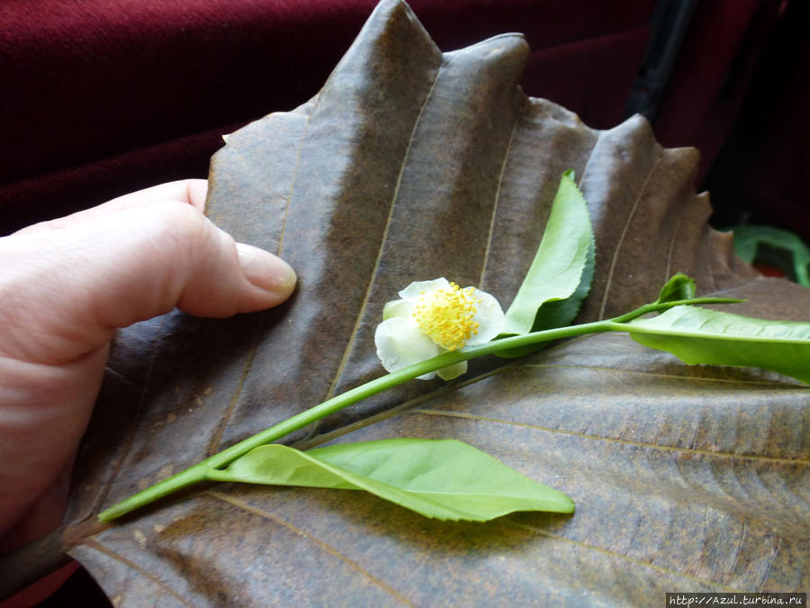 Цветок и нежные листочки чая Калутара, Шри-Ланка