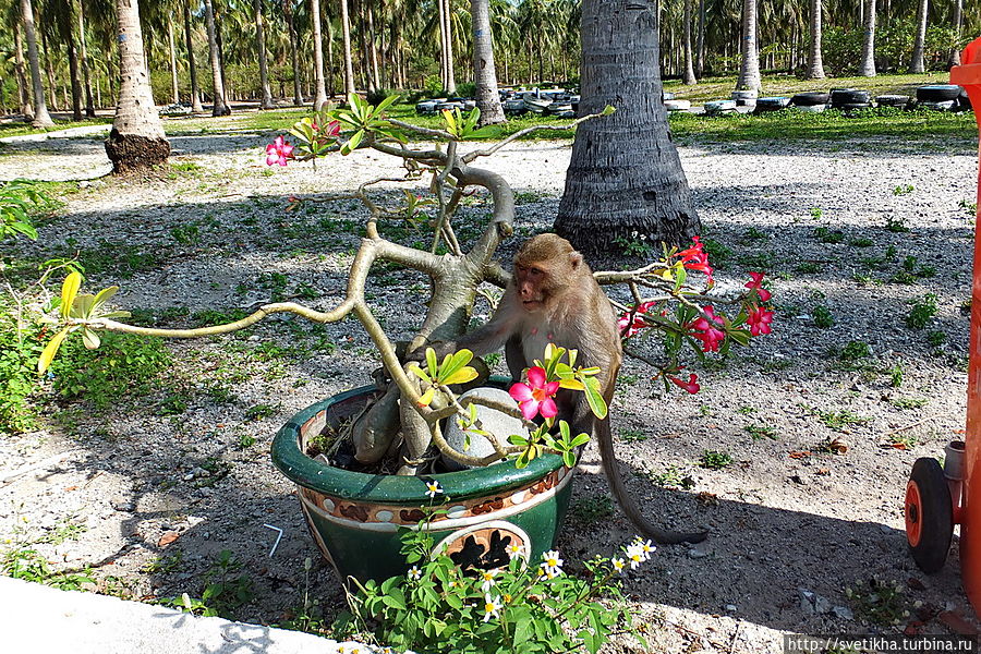 Северные острова Ня фу- остров обезьян Вьетнам