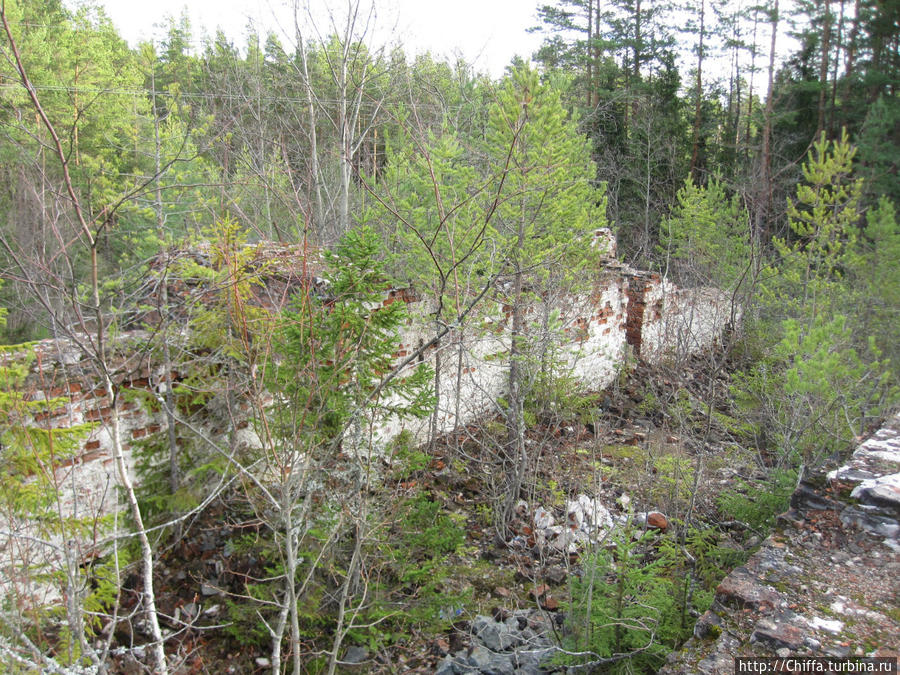 Развалины кирпичного завода, сьеденые лесом Республика Карелия, Россия