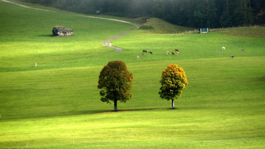 Два деревца, стоящие как близнецы посреди пастбища. Интересно их предназначение. Может скот от дождя прячется. А может местная ландшафтная фишка.