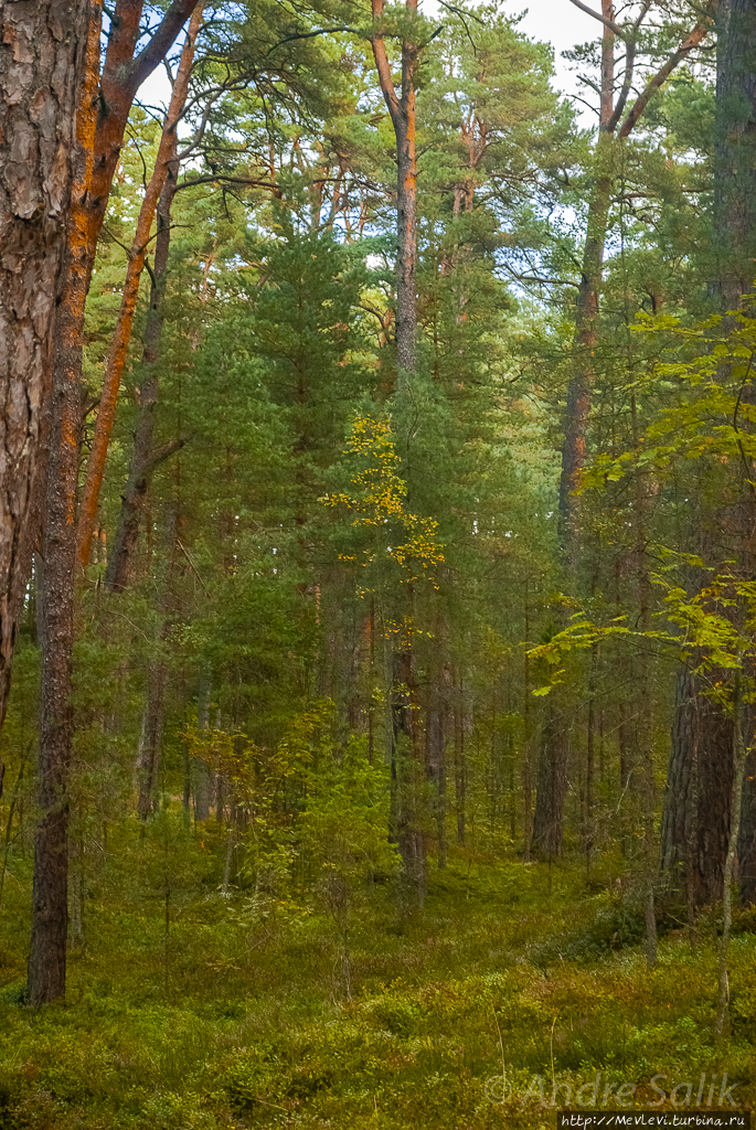 Природный парк Ragakāpa. Юрмала, Латвия