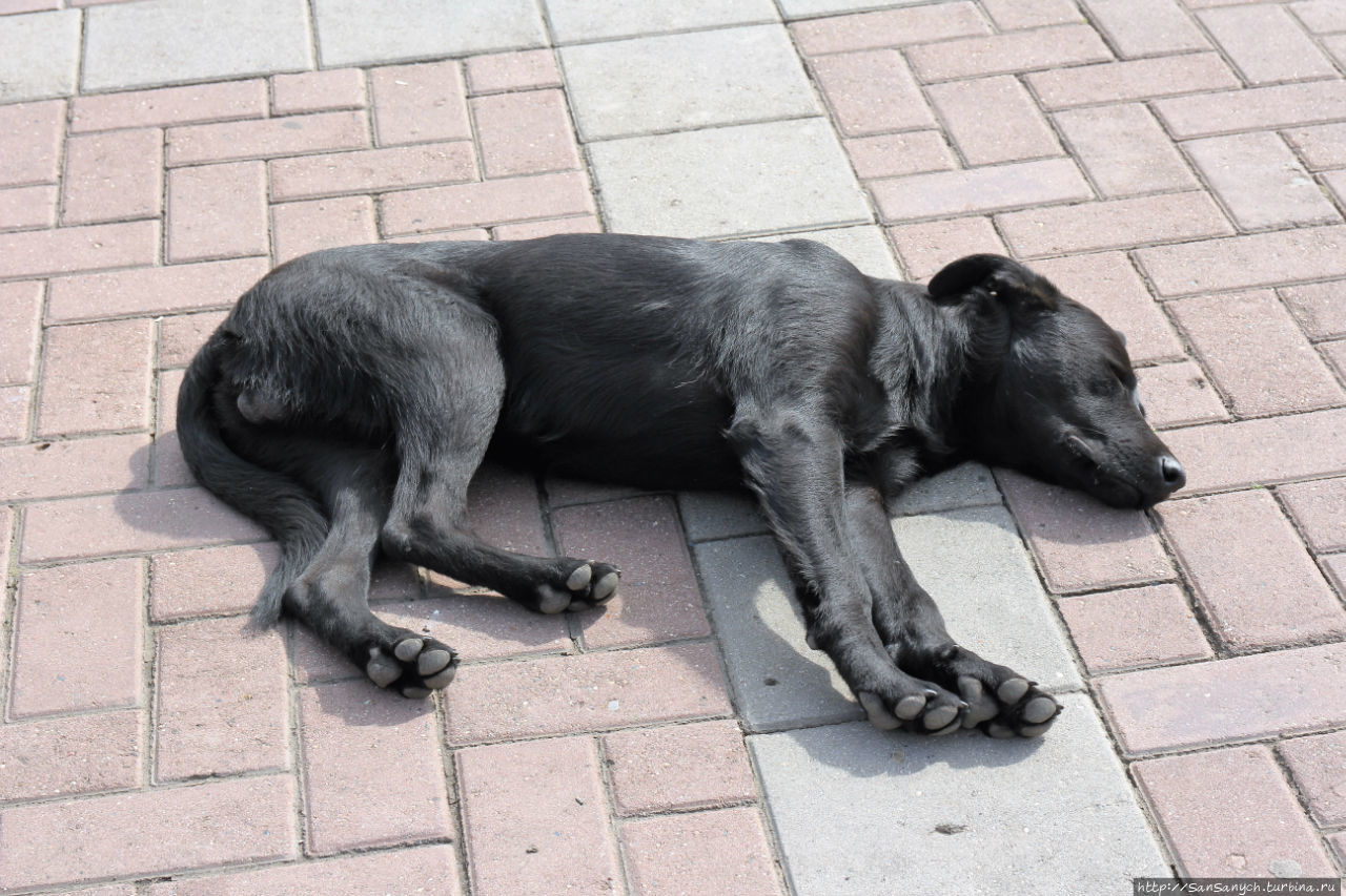 Живая собака спит на площади. Кострома, Россия