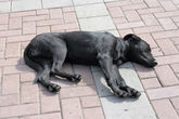Живая собака спит на площади.