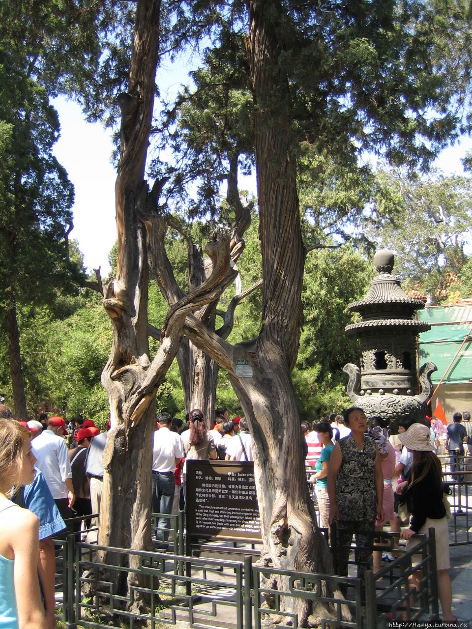 Гугун.    Императорский сад Юйхуаюань. Дерево влюбленных Пекин, Китай