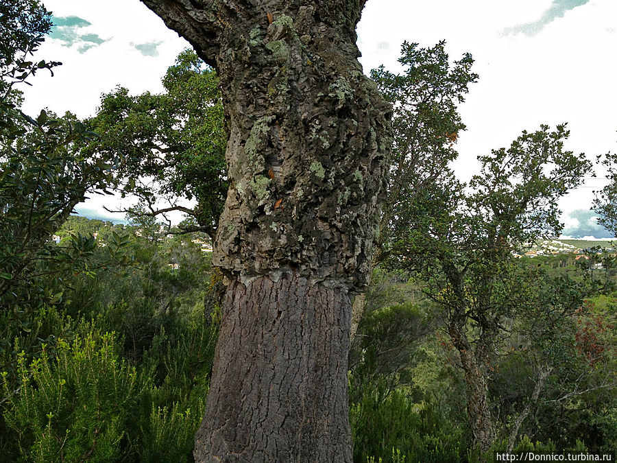 Пробковый дуб — к полету готов! Каталония, Испания