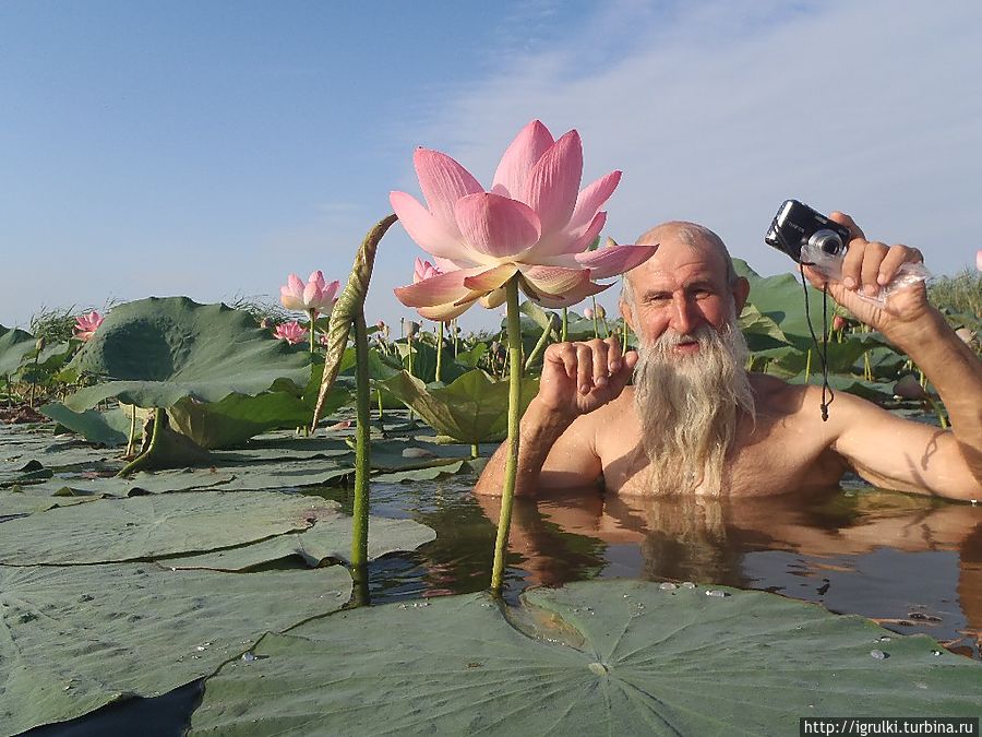 Крупные цветки у лотоса