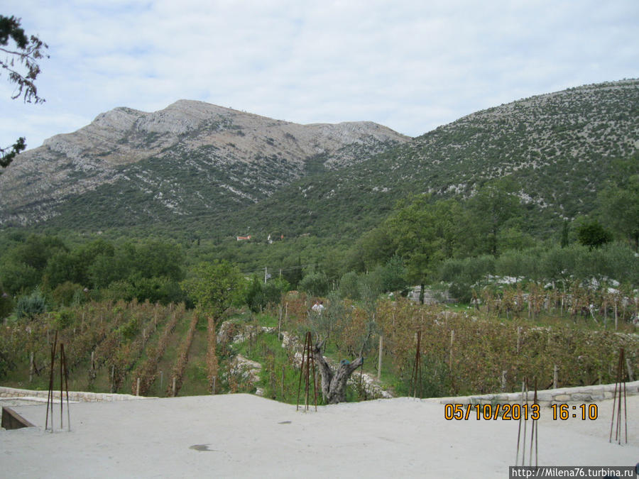 Виноградники обрабатывают монахи Требинье, Босния и Герцеговина