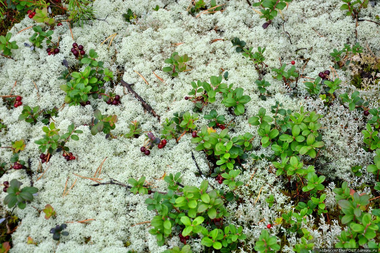 Поморский лес. В Берендеевом царстве Емца, Россия