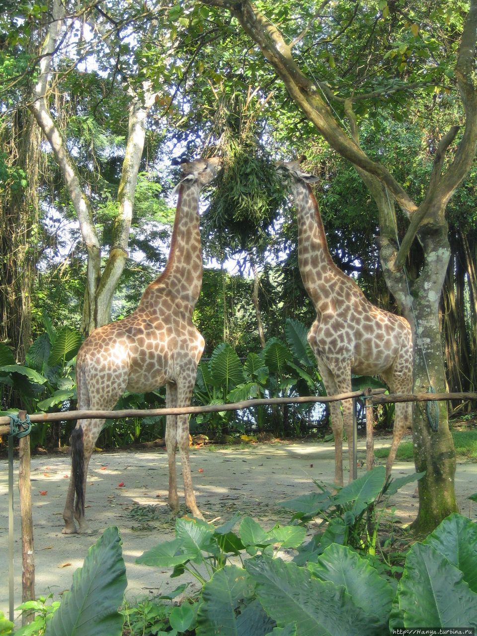 Сингапурский Зоопарк Мандай Сингапур (столица), Сингапур (город-государство)