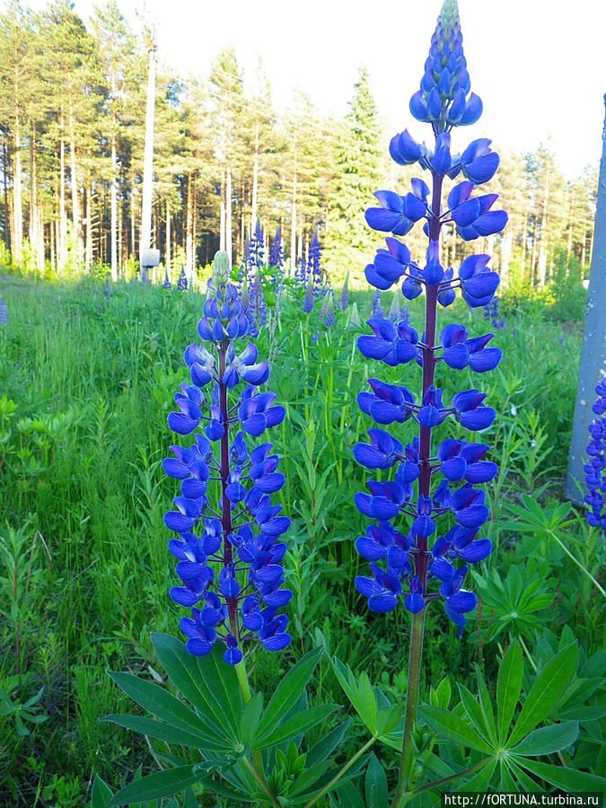 Люпин,в Ленинградской обл.