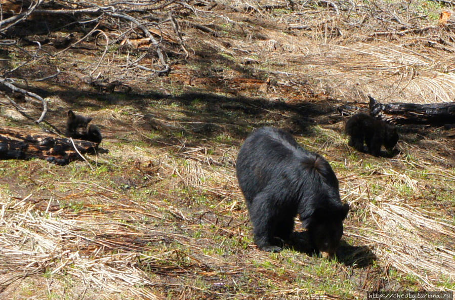 Парк Секвойи. CША