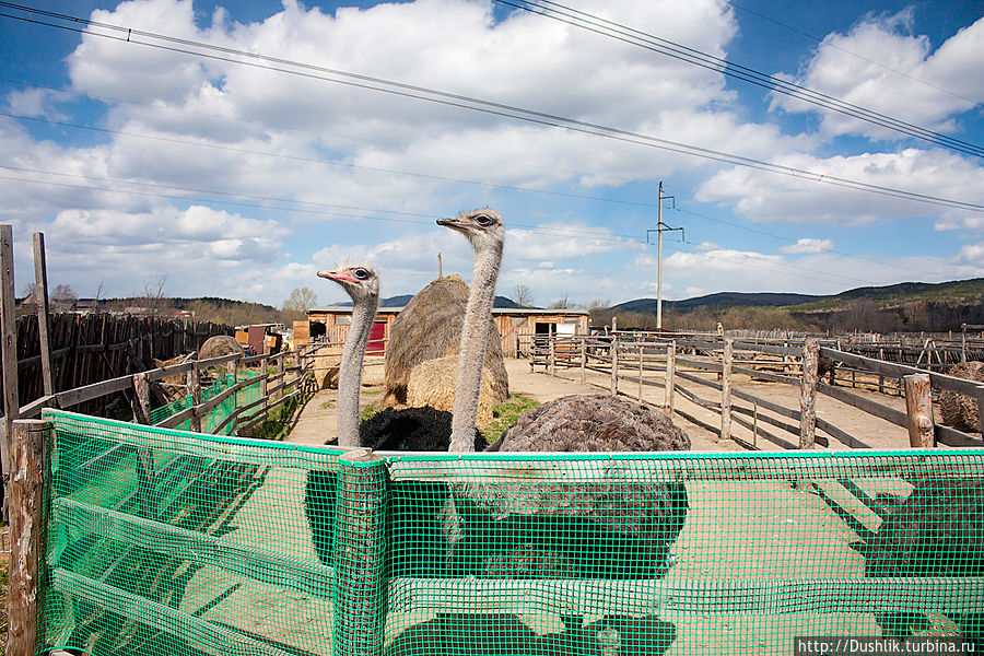 Страусиная ферма «Долина страусов»