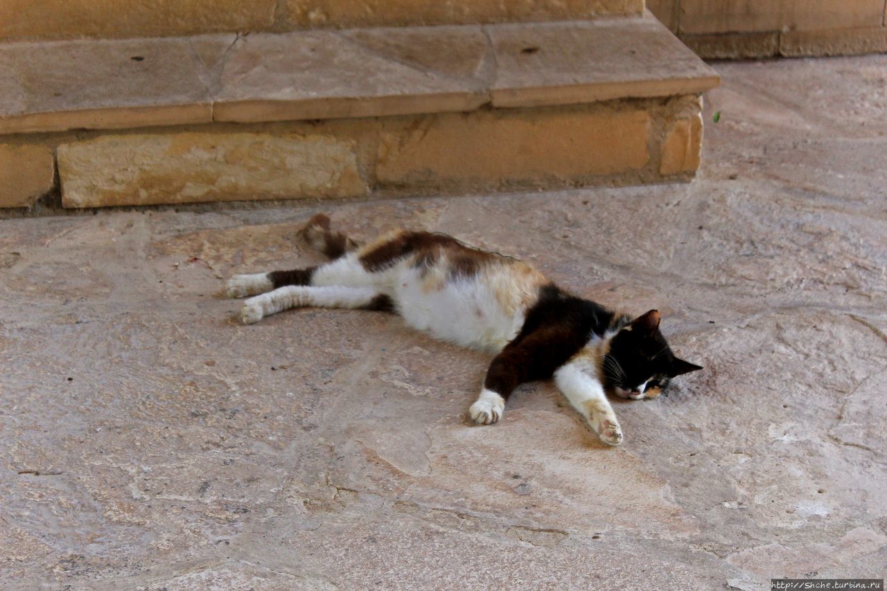 Общепризнанная суверенная территория... кошек на Кипре