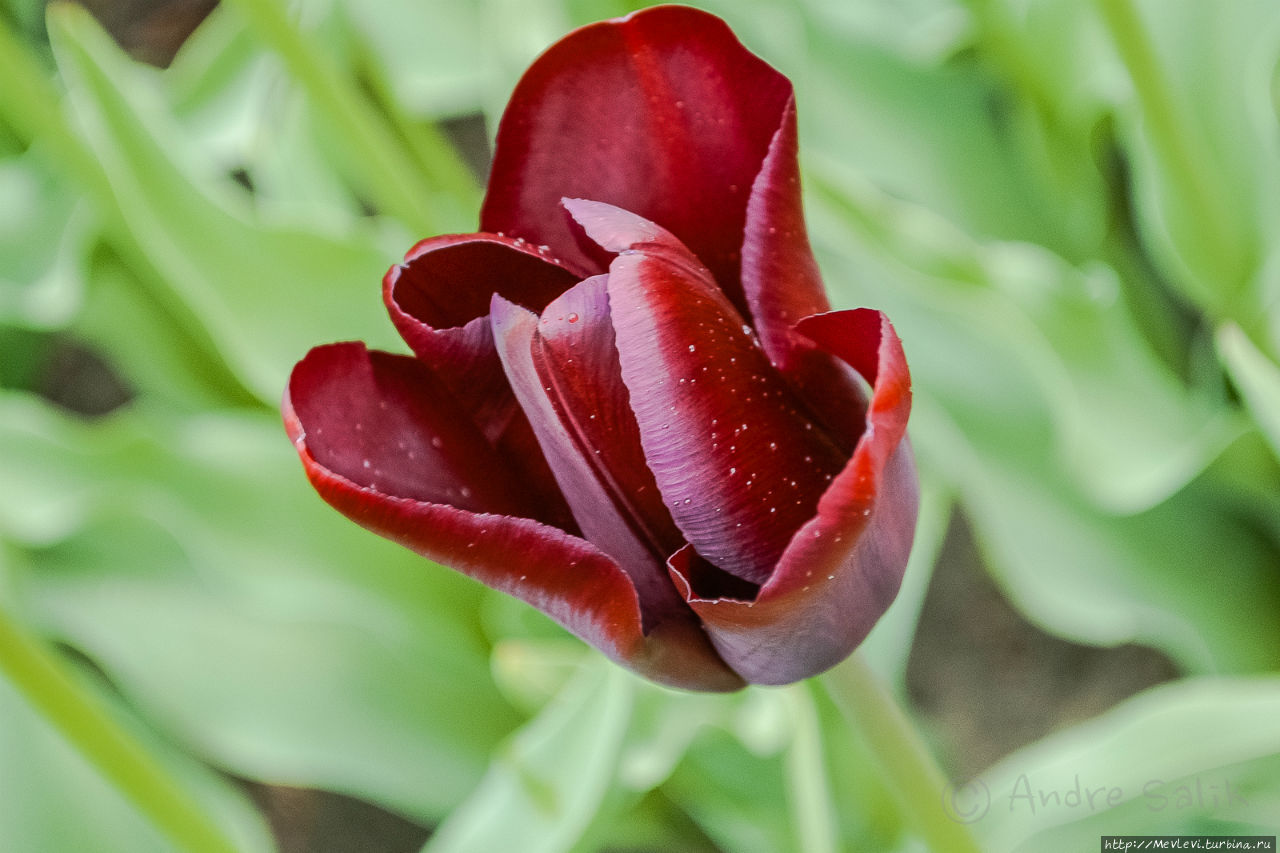 Тюльпаны в Юрмале Юрмала, Латвия