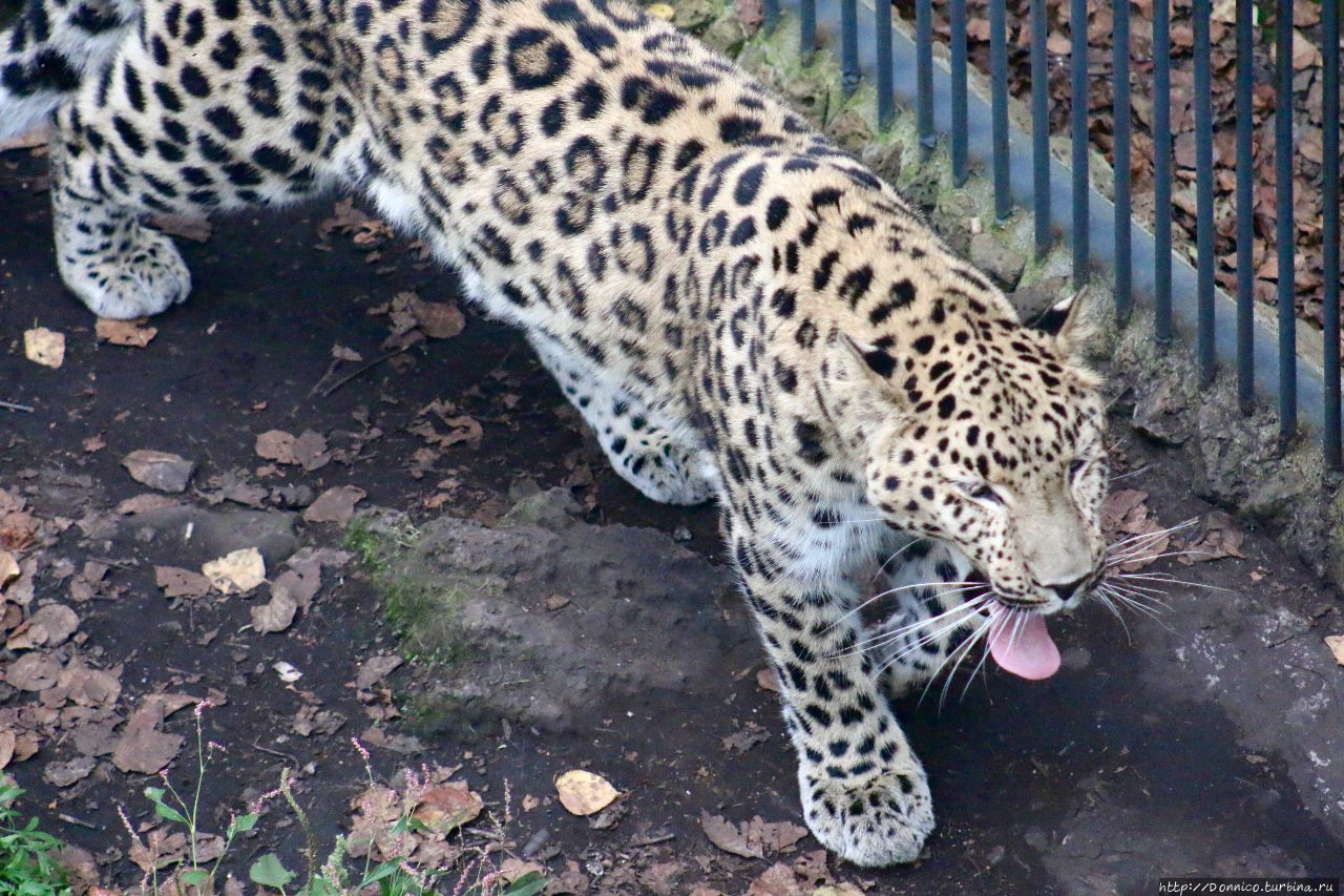 Опавший осенний лист пятном на спине леопарда… Земля Леопарда Национальный Парк, Россия