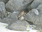 обезьяна на острове обезьян