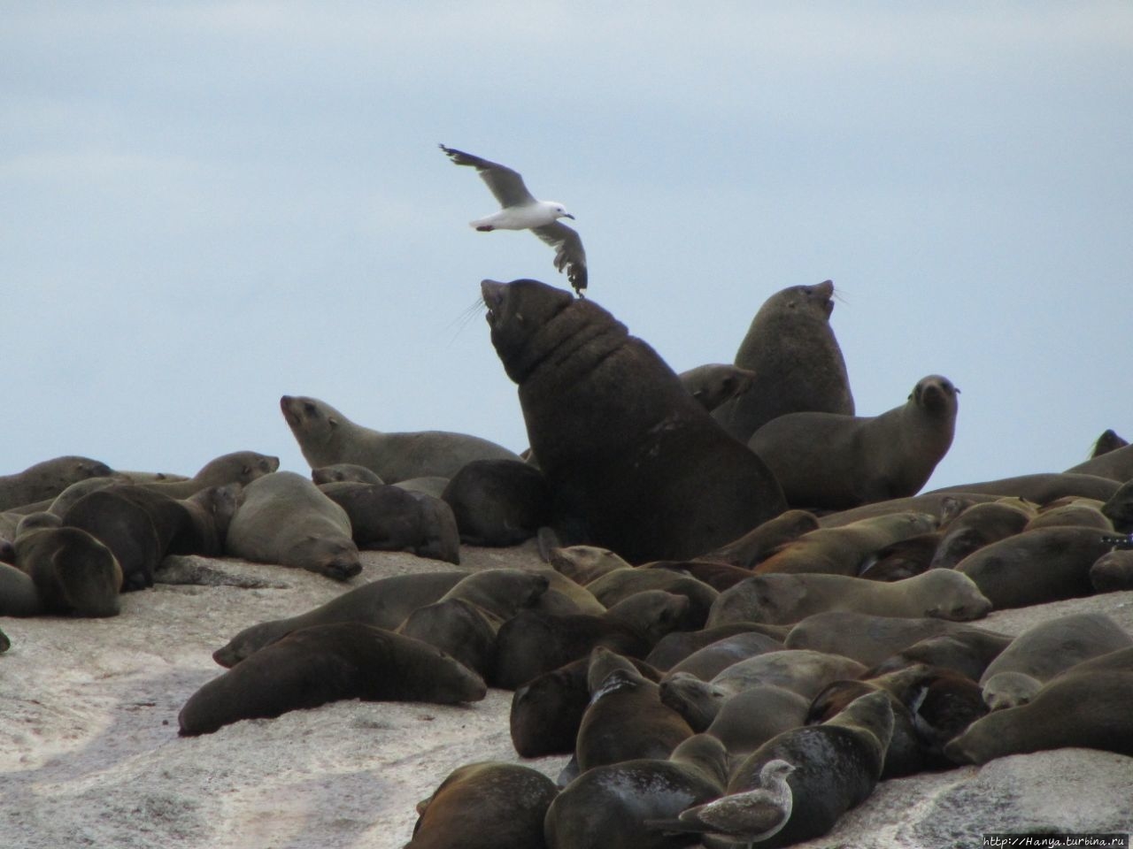 Круиз к острову котиков / Seal Island Cruise