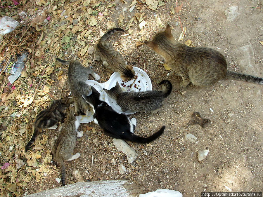 Прошёл год. И снова Дидим в октябре Дидим, Турция
