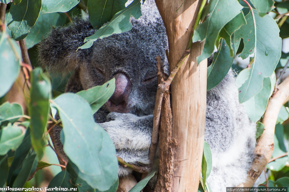 Заповедник коал Одинокая Сосна Индурупилли, Австралия