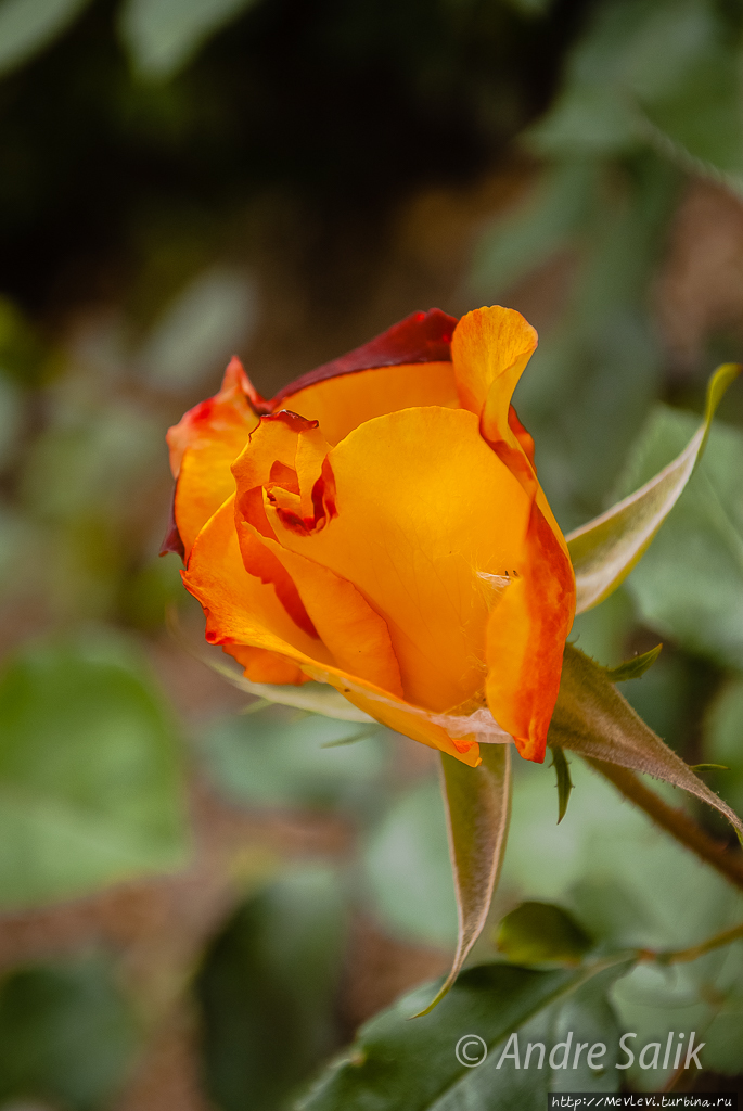 Райское местечко Керманшах, Иран