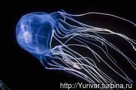 Ядовитая медуза морская оса Херви-Бей, Австралия