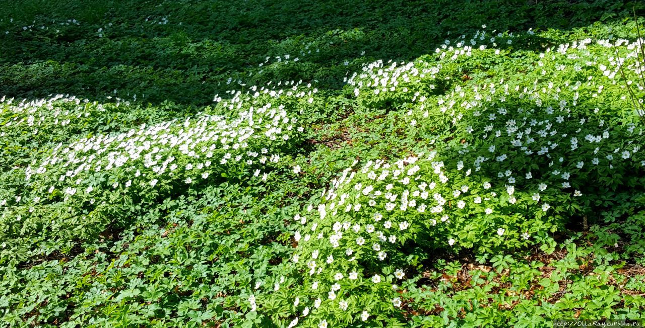 В Юрмалу в мае Юрмала, Латвия