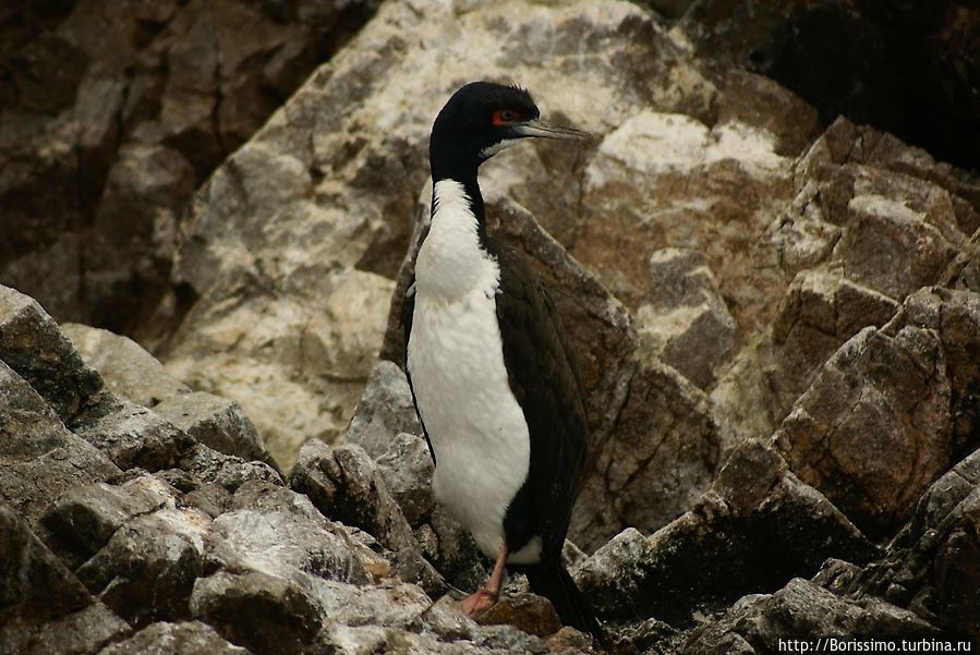 Баклан (кажется... :-) Перу