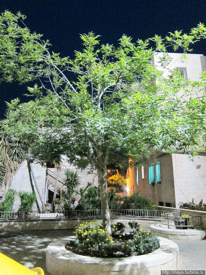 двор Хеврон, Палестина