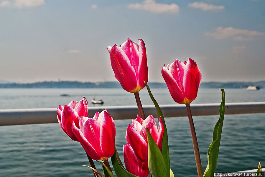 Цветы на набережной Озеро Бодензее, Германия