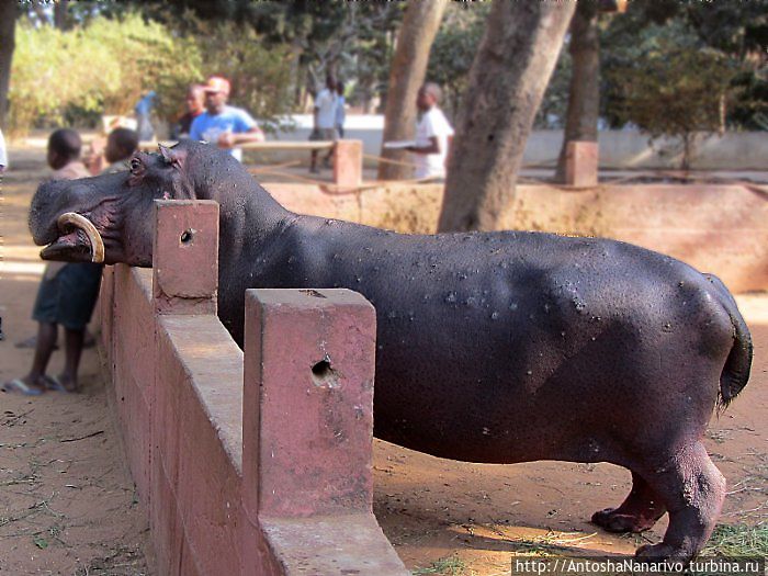 Бегемот в полный рост.